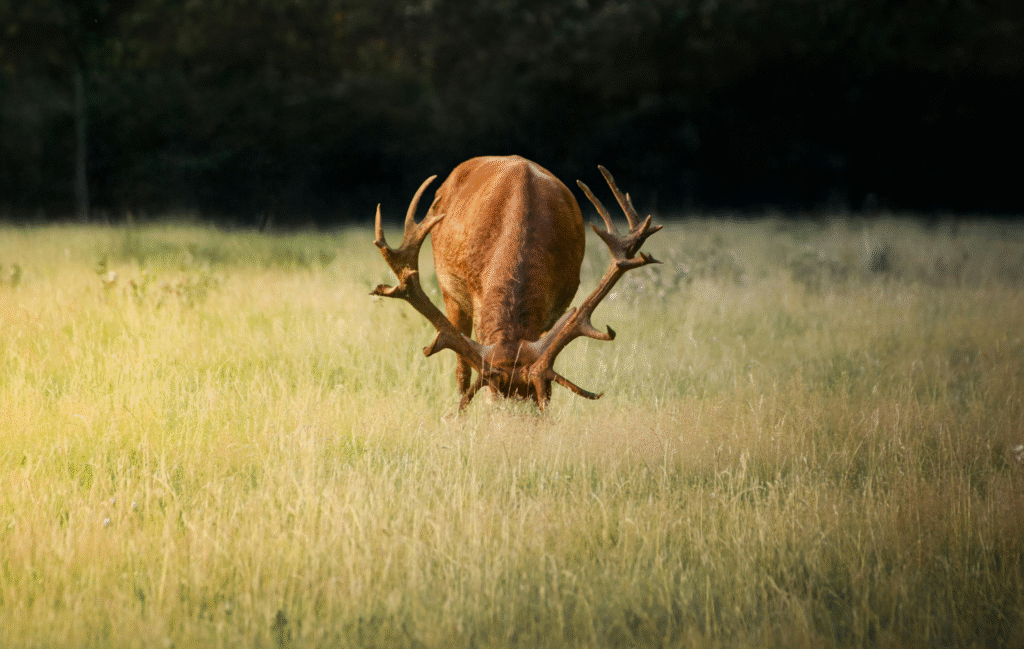 Red deer eating grass