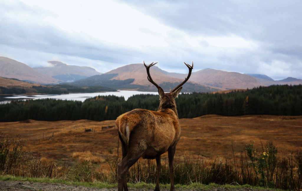 Red Deer in Scotland