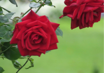 Red roses in bloom with green foliage background