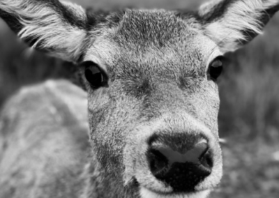 Scottish deer close up portrait in black and white
