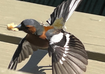 Chaffinch bird with wings spread on a wooden surface