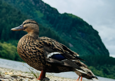Mallard duck standing on rocky shore with mountain backdrop